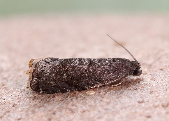 49.357 BF1247 Plum Fruit Moth Grapholita funebrana
