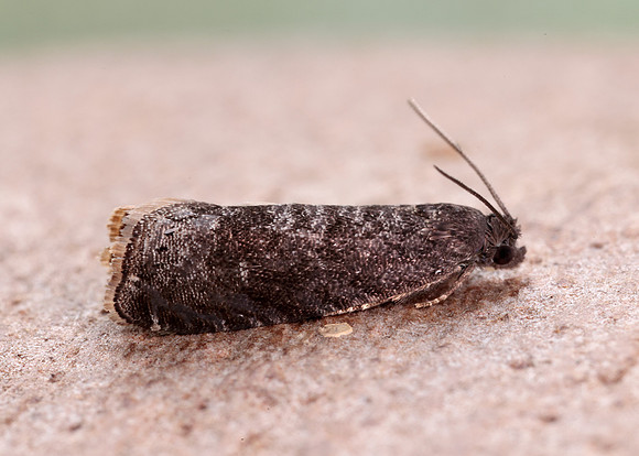 49.357 BF1247 Plum Fruit Moth Grapholita funebrana