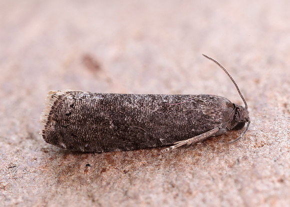 49.357 BF1247 Plum Fruit Moth Grapholita funebrana