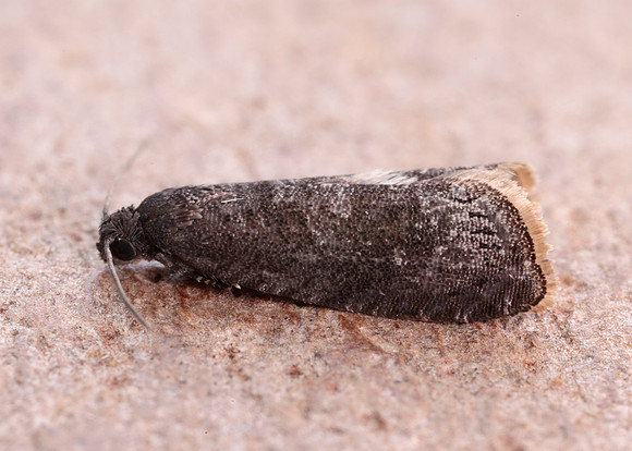 49.357 BF1247 Plum Fruit Moth Grapholita funebrana