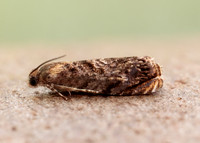 49.359 BF1245 Grapholita janthinana
