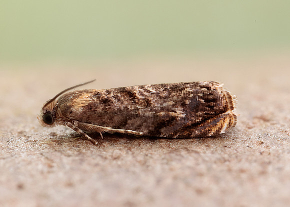 49.359 BF1245 Grapholita janthinana