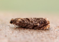 49.359 BF1245 Grapholita janthinana