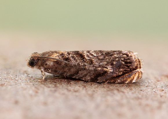 49.359 BF1245 Grapholita janthinana