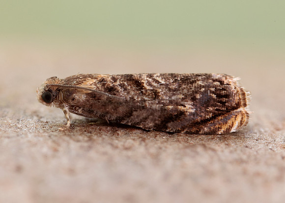 49.359 BF1245 Grapholita janthinana