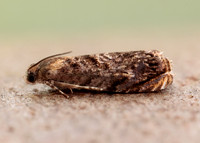49.359 BF1245 Grapholita janthinana