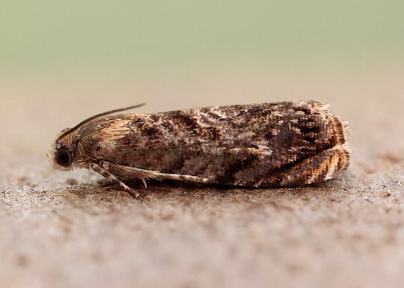 49.359 BF1245 Grapholita janthinana