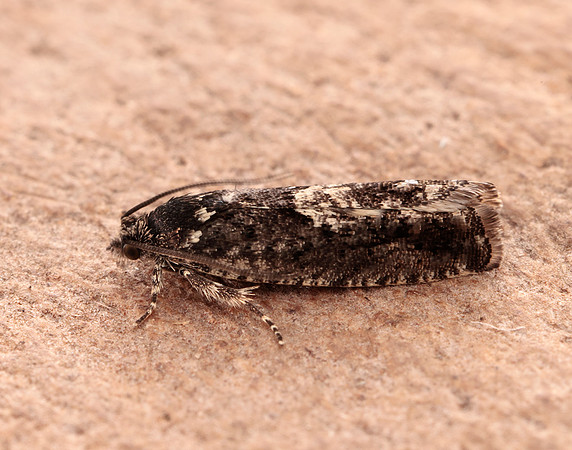 49.362 BF1227 Pammene giganteana