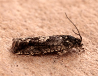 49.362 BF1227 Pammene giganteana
