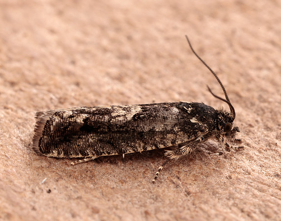 49.362 BF1227 Pammene giganteana