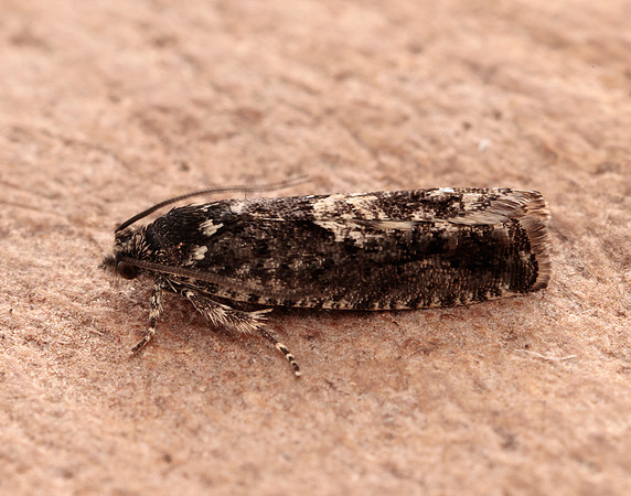 49.362 BF1227 Pammene giganteana