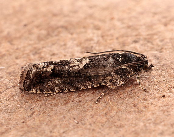49.362 BF1227 Pammene giganteana