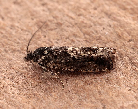49.362 BF1227 Pammene giganteana