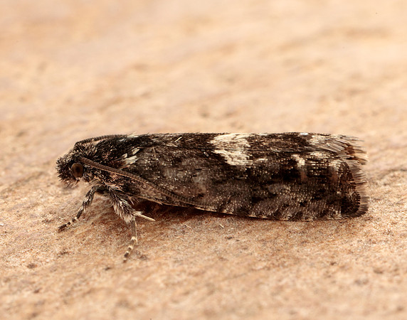 49.362 BF1227 Pammene giganteana