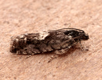 49.362 BF1227 Pammene giganteana