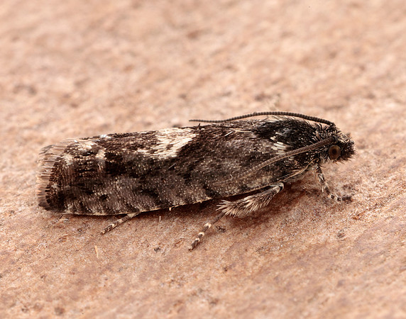 49.362 BF1227 Pammene giganteana