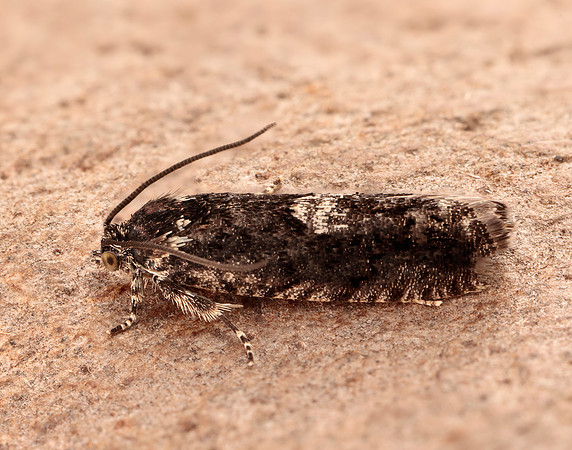 49.362 BF1227 Pammene giganteana
