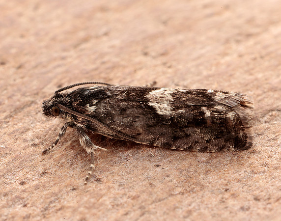 49.362 BF1227 Pammene giganteana