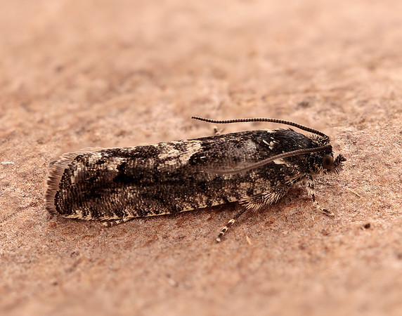 49.362 BF1227 Pammene giganteana
