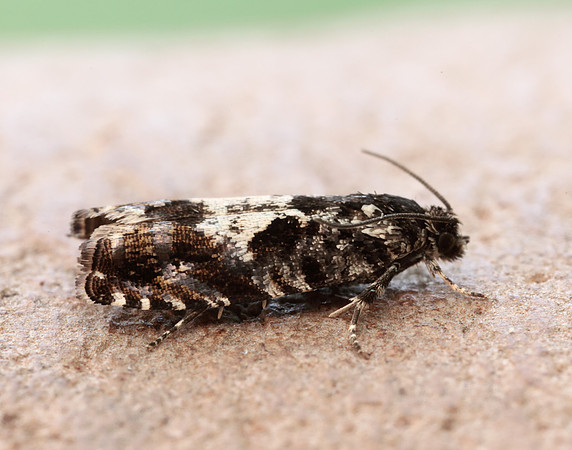 49.363 BF1228 Pammene argyrana