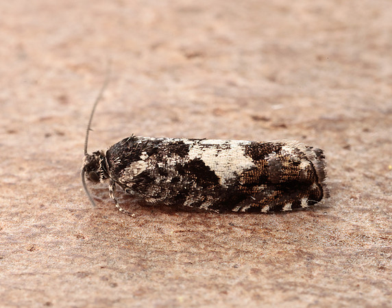 49.363 BF1228 Pammene argyrana