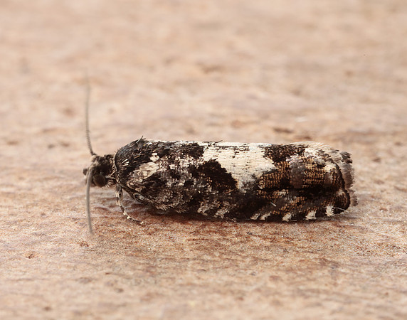 49.363 BF1228 Pammene argyrana