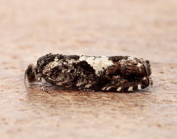 49.363 BF1228 Pammene argyrana