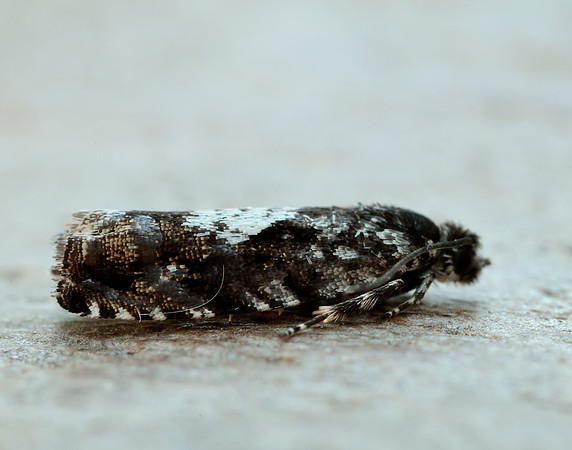 49.363 BF1228 Pammene argyrana