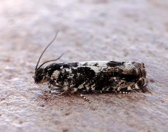 49.363 BF1228 Pammene argyrana