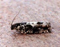 49.363 BF1228 Pammene argyrana