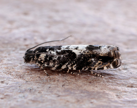 49.363 BF1228 Pammene argyrana