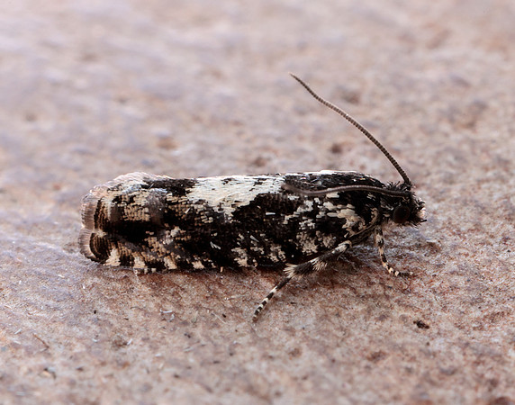 49.363 BF1228 Pammene argyrana