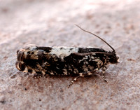 49.363 BF1228 Pammene argyrana
