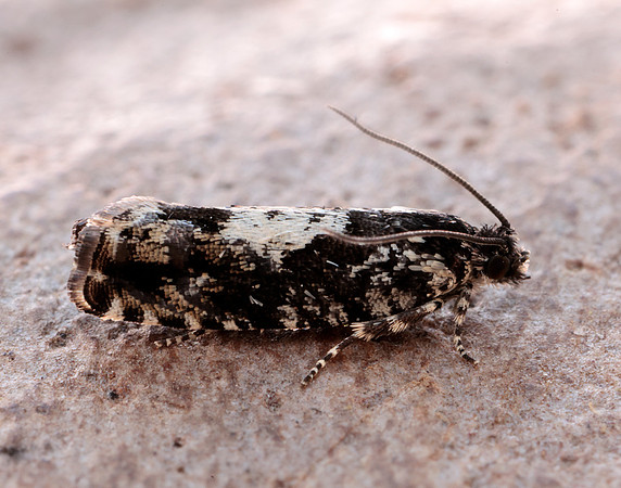 49.363 BF1228 Pammene argyrana