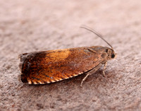 49.376 BF1233 Pammene aurita
