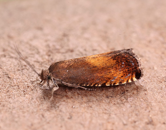 49.376 BF1233 Pammene aurita
