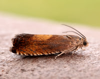 49.376 BF1233 Pammene aurita