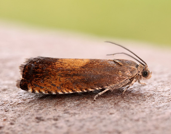 49.376 BF1233 Pammene aurita