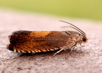 49.376 BF1233 Pammene aurita
