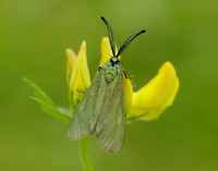 54.003 0164 Cistus Forester Adscita geryon