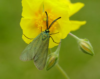 54.003 0164 Cistus Forester Adscita geryon