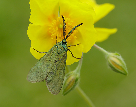 54.003 0164 Cistus Forester Adscita geryon