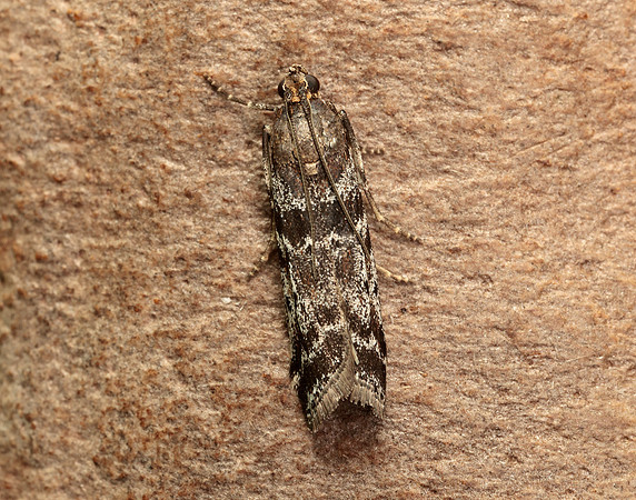 62.015 BF1462 Delplanqueia dilutella