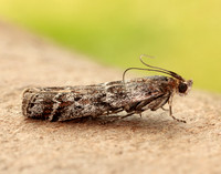 62.015 BF1462 Delplanqueia dilutella