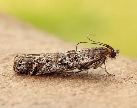 62.015 BF1462 Delplanqueia dilutella