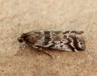 62.015 BF1462 Delplanqueia dilutella