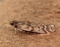 62.015 BF1462 Delplanqueia dilutella