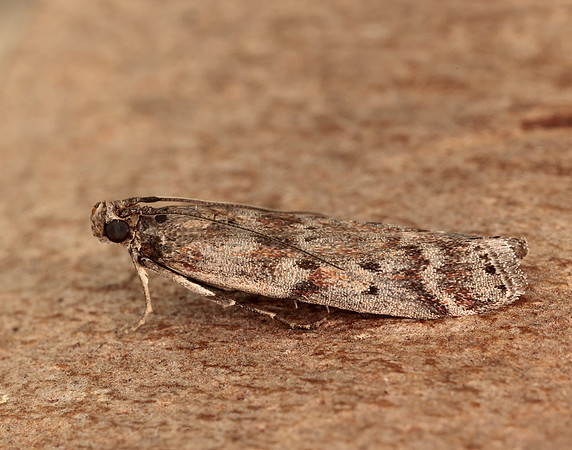 62.015 BF1462 Delplanqueia dilutella