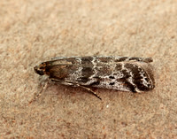 62.015 BF1462 Delplanqueia dilutella