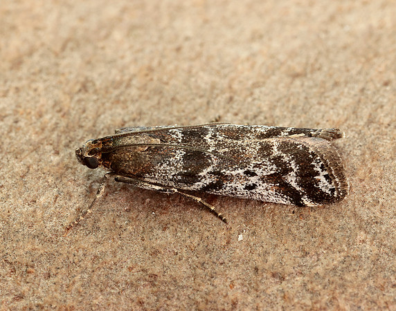 62.015 BF1462 Delplanqueia dilutella